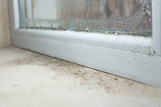 Indian Rocks Beach, FL Mold Removal Company